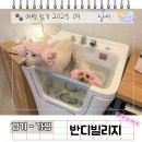 펜션로망 | 경기도 가평 계곡 애견 펜션 반디빌리지 수영장 풀빌라 후기