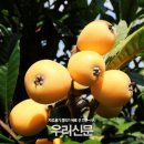 황금과일 이미지