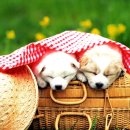 개와고양이 이미지