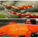 코이(Koi)