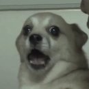 예