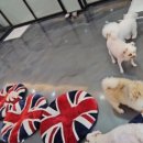 개털깍는 사랑이네 이미지