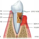 팜퓨리