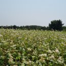 동시+칼림바 리듬타기 | 혼자 떠나는 제주? 제주렌트카 여행, 혼행족을 위한 체크포인트 전부 공개