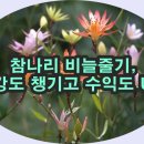참나린 이미지