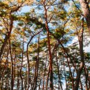 영월 무인텔 이미지