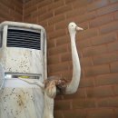 수리봉소남백이 이미지