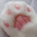 고양이 발바닥 이미지
