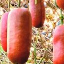 단일농장 이미지