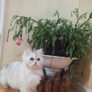 낭낭그루밍 이미지