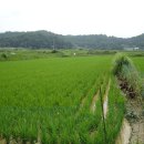 우리집 오리 이미지