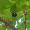 욕망의 열매 이미지