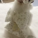 준엔터테인먼트 | 본식 전문사회자 후기 / 식순정리 <엠투비 엔터테인먼트>