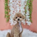 얼렁오시개 이미지