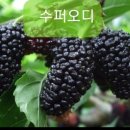 경안슈퍼 이미지