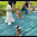 퍼피애견 이미지