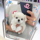 강아지분양 꽃강아지 중랑점 이미지