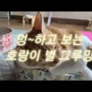 그루밍 멍 이미지