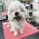 쁘리에숑 이미지