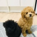 바운스라이브 이미지