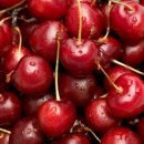 체리애견 이미지