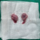 남양주동물병원 이미지