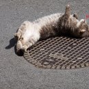 배방동물병원 이미지