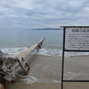노키