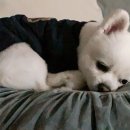 다아는커피 이미지