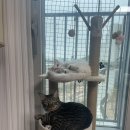후추입니다🐈‍⬛ 이미지