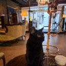 캣 레이크 | 수원 광교 미야오 고양이카페 초등 아이 추천 주차 후기