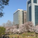 양재천 수변무대2 | 4월 양재천 벚꽃 만개 실시간 후기 및 포토존 꿀팁