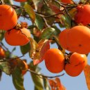 감나무골 이미지