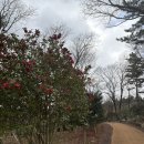 827 | 제주 대형 카페 동백꽃 산책로있는 플랜트 827 솔직 후기