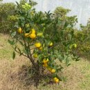 스피드메이트 도남점 이미지