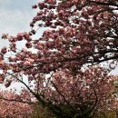 제주 봉개동 왕벚나무 자생지 이미지