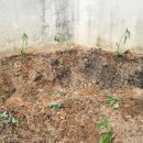 남중농장 이미지