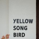옐로우송버드 이미지