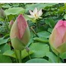 접시꽃민박 이미지