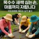 대경농장 | 🌽 봄바람 따라 간 정성, 아도모례원 옥수수 심기 봉사 후기