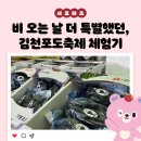 가은농장 | 비 오는 날 더 특별했던, 김천포도축제 체험기 _ 김천시 서포터즈 연혜정