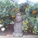 귤림추색 이미지