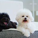 플러피 애견 풀빌라 이미지