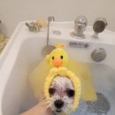 아띠그루밍 이미지