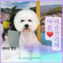 로댕 펫 살롱 이미지