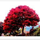 나무한그루 이미지