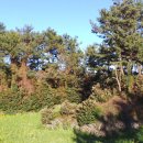 고성오조로 이미지