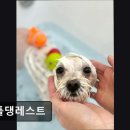 26470-01-21-398 | {부천, 강아지, 고양이, 애견미용, 추천!) 리틀댕레스트 부천 리틀댕레스트, 편안한 미용 공간