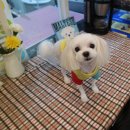 오렌지독하우스 이미지