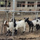 부여 서울농장 이미지